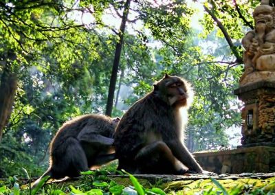Object Wisata di Ubud Monkey Forest