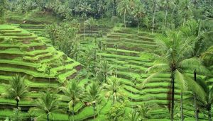 Object Wisata di Ubud Tegallalang Rice Terrace