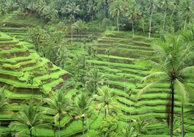 Object Wisata di Ubud Tegallalang Rice Terrace