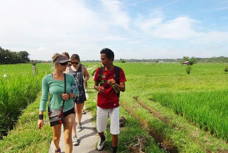 Bali Rice Paddies Trekking Ubud Camp 01