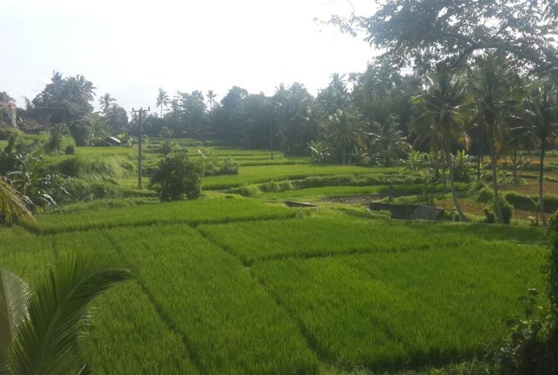 Bali Rice Paddies Trekking Ubud Camp 01